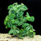 Pilea Cadierei (Aluminum Plant)