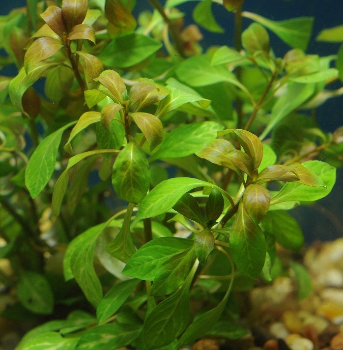 Buy 2 Get 1 Free  Ludwigia Repens ( Red) 2 Inch Pot Live Aquarium Plant Decor - Canton Aquatics