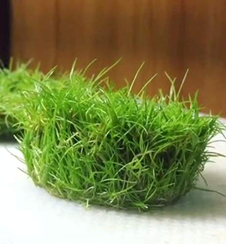 Dwarf Hairgrass 3X 3" Coconut Coir Mat