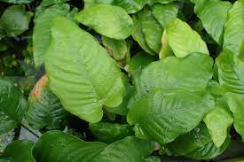 Anubias Barteri (Caladiifolia)