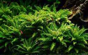 Pogostemon Helferi Bunch