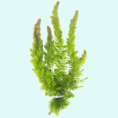 Hornwort Coontail Bunch 2-3 Stems