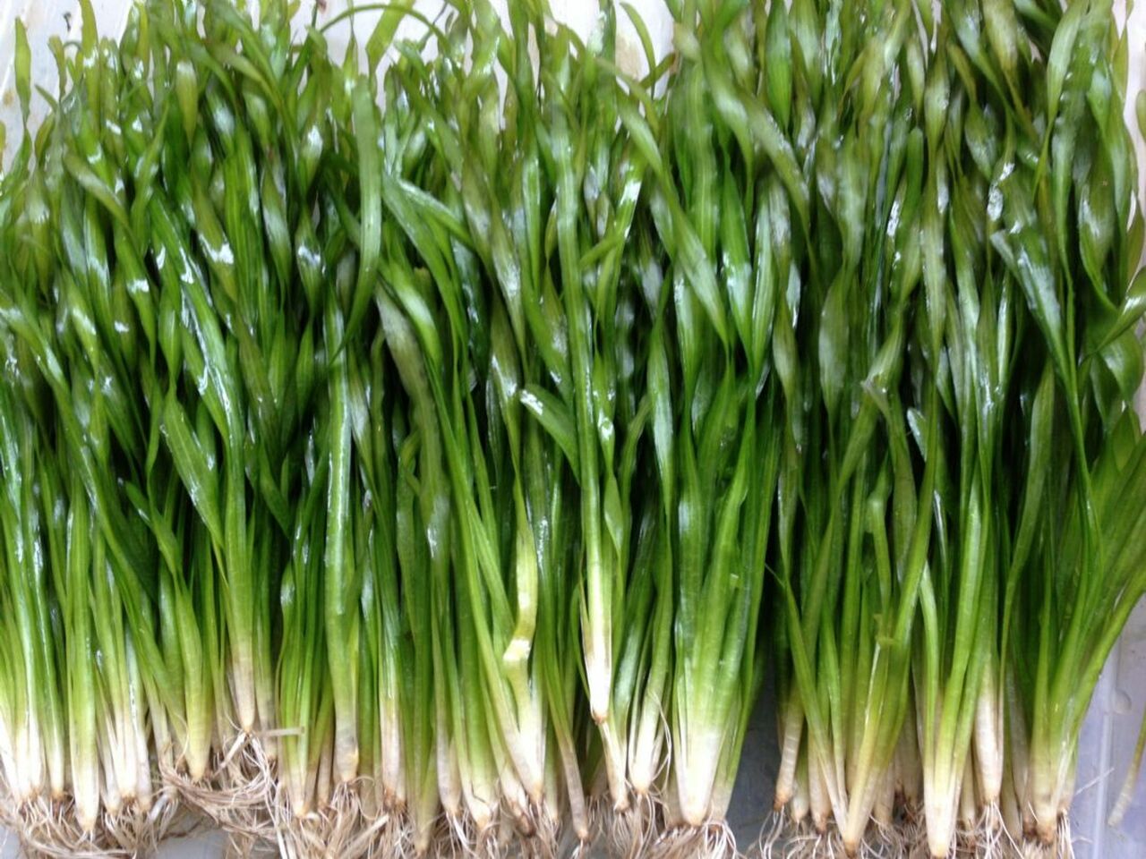 Vallisneria Biawensis (Corkscrew) Bunch