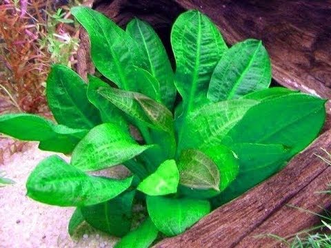 Amazon Rosette (Echinodorus Parviflorus)