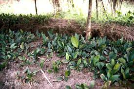 Anubias Barteri (Caladiifolia)