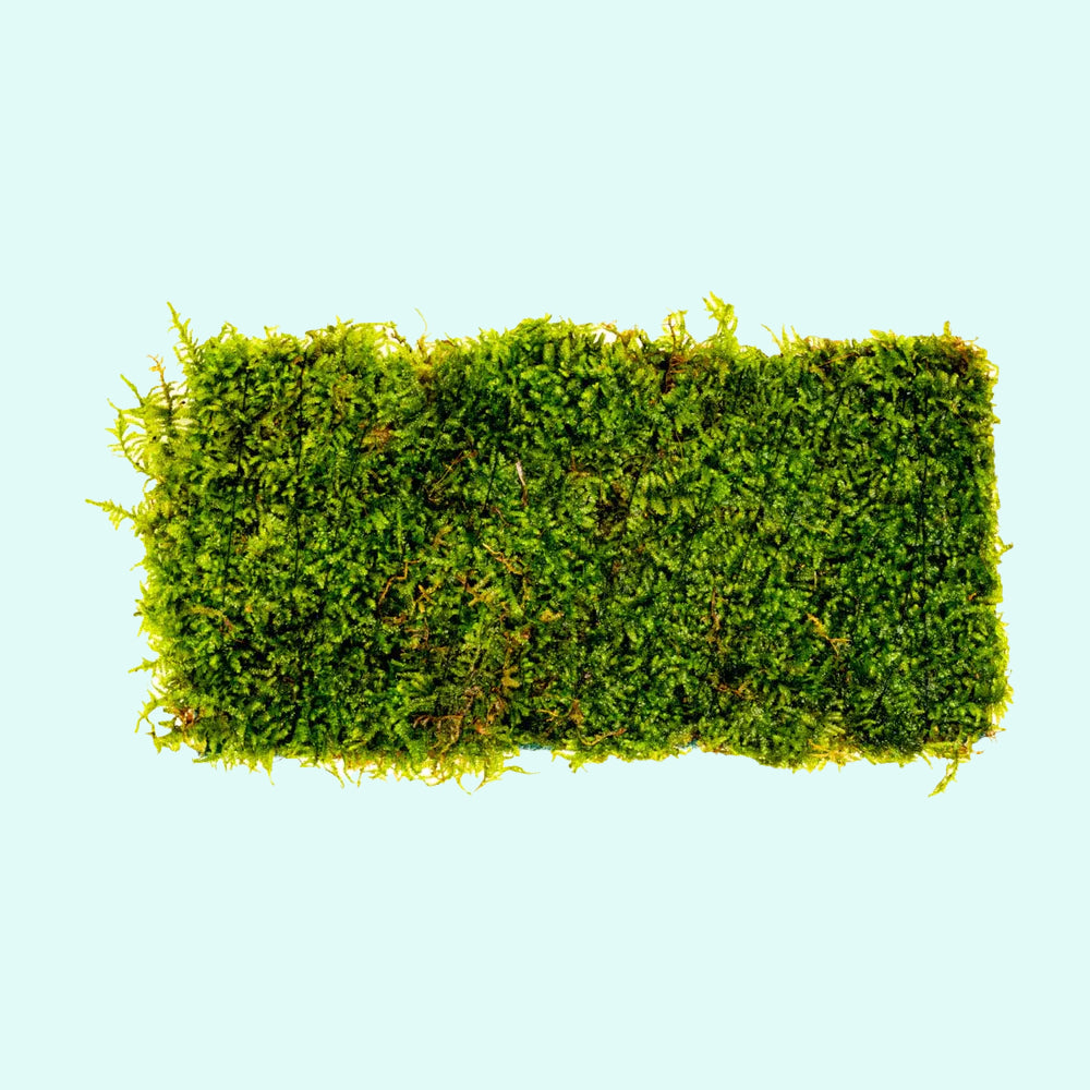 Java Moss for Aquariums - Taxiphyllum barbieri - Buy Live Plants