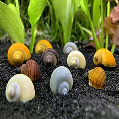 25+ Baby to Adult Assorted Ramshorn Snails - Rams Horn
