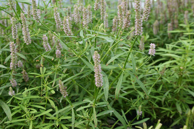 Pogostemon Stellatus Narrowleaf