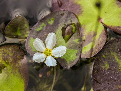 Banana Plant (Nymphoides Aquatica)