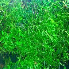 Guppy Grass Najas Guadalupens Portion