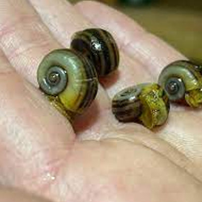 25+ Baby to Adult Assorted Ramshorn Snails - Rams Horn