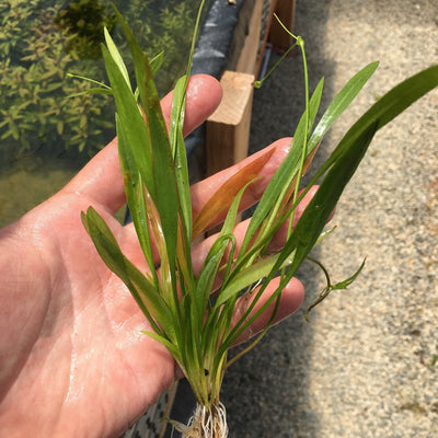 Helanthium Tenellum (Echinodorus)