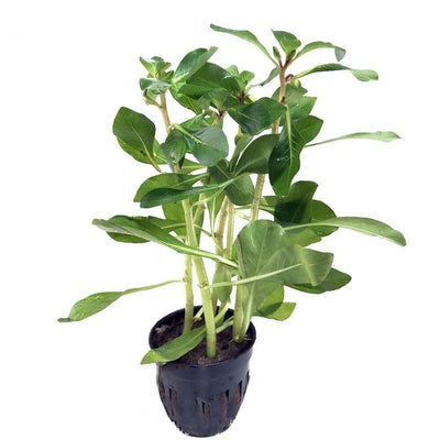 Ludwigia Inclinata (Cuba)