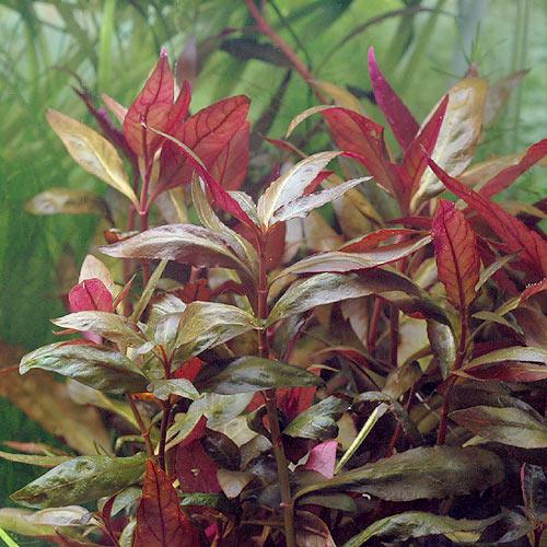 Scarlet Temple (Alternanthera Reineckii)