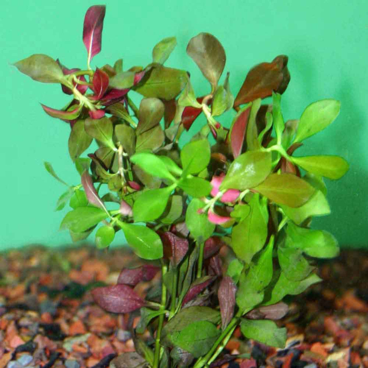 Ludwigia Repens sp