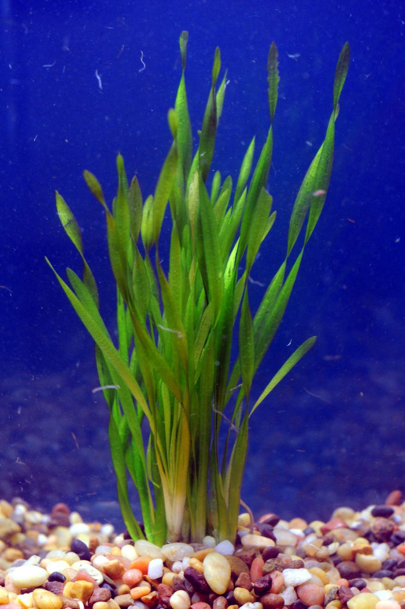 Vallisneria Biawensis (Corkscrew) Bunch