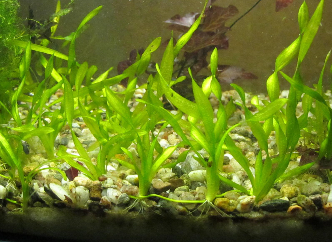 Vallisneria Biawensis (Corkscrew) Bunch