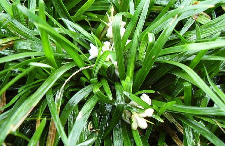 Mondo Grass (Ophiogon Japonica)