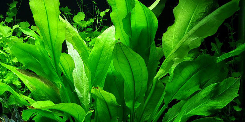 Amazon Sword Echinodorus Bleheri