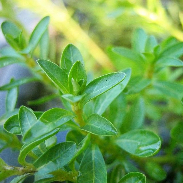 Ludwigia Inclinata (Cuba)
