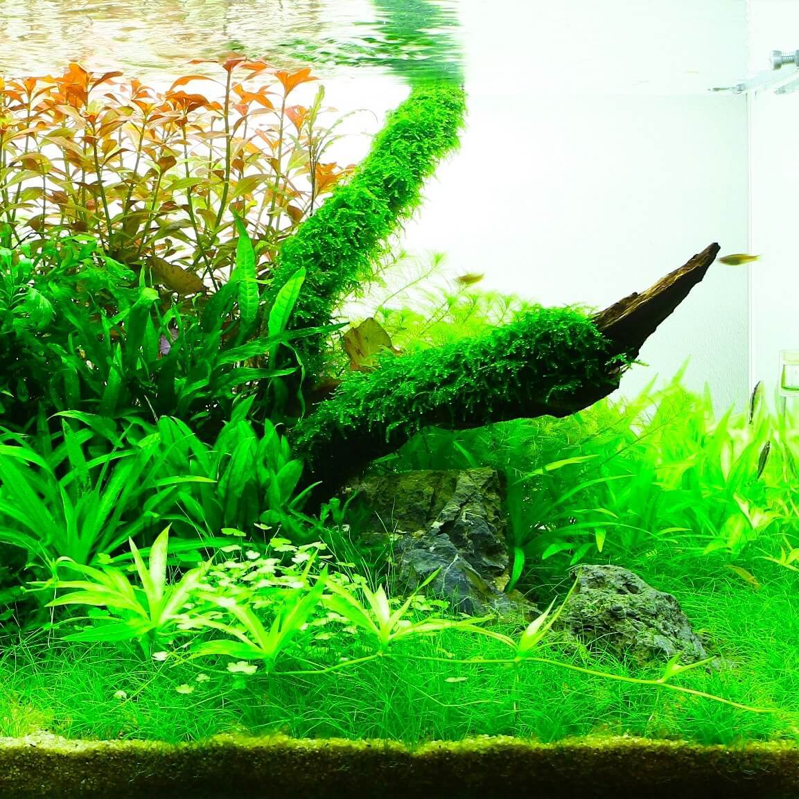 Vesicularia ferriei 'Weeping Moss' 1-2-Grow! – Aquarium Roots