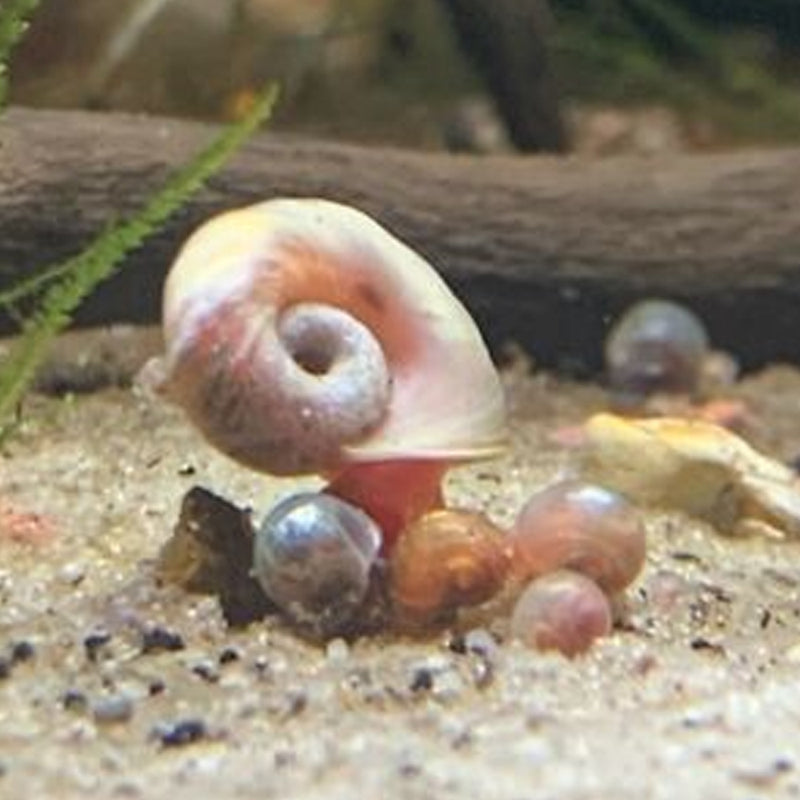 Ramshorn Snails - Rams Horn
