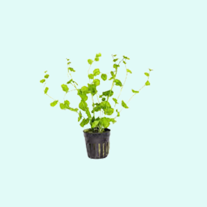 Cardamine Lyrata (Chinese Ivy )