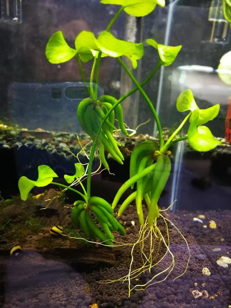 Nymphoides Aquatica (Banana Plant)