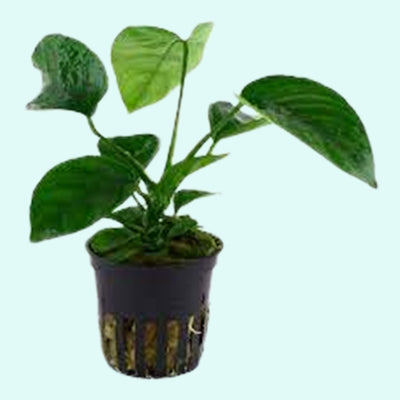 Anubias Barteri (Caladiifolia)