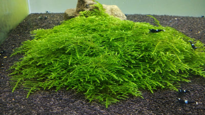Flame Moss (Taxiphyllum 'Flame')