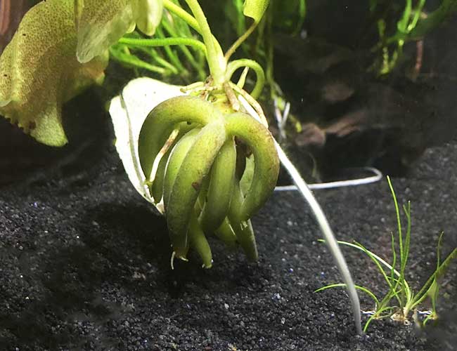 Nymphoides Aquatica (Banana Plant)