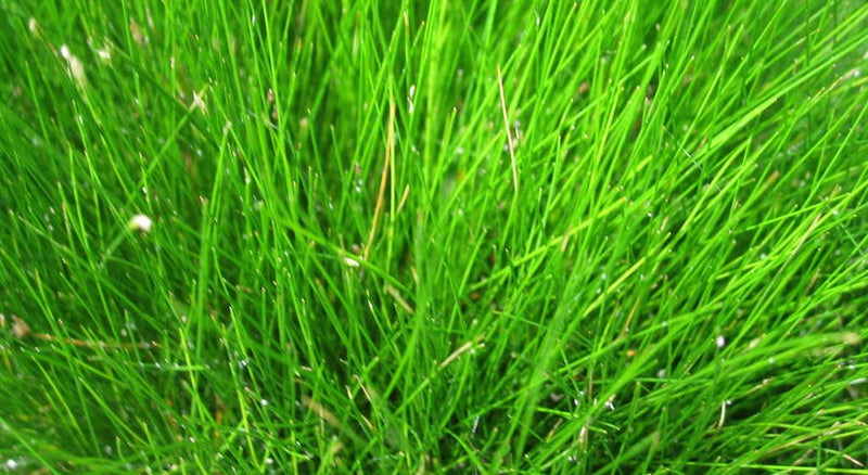 Dwarf Hairgrass Eleocharis Mat