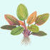 Lagenandra Meeboldii