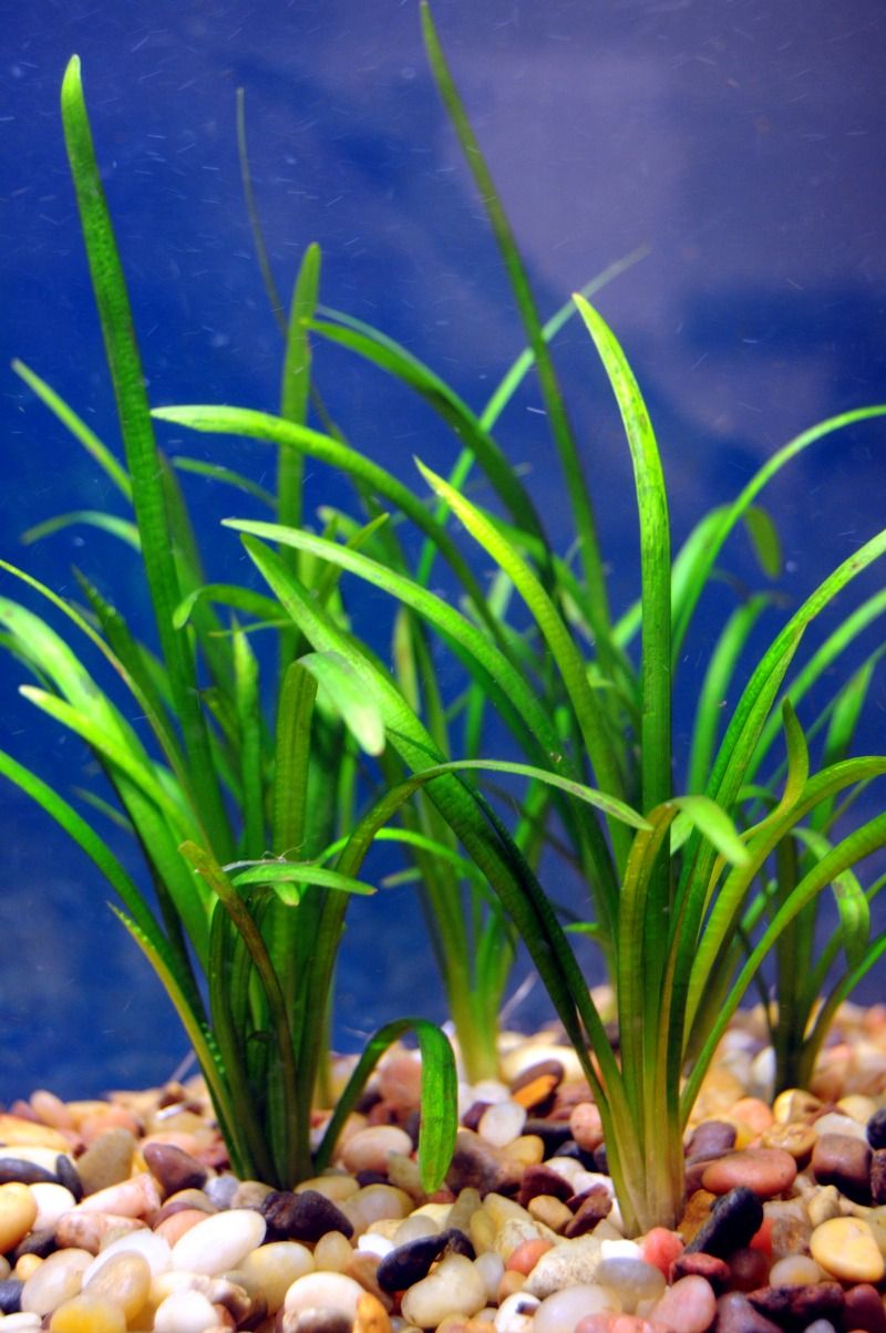 Buy 2 Get 1 Free Dwarf Sagittaria Pusilus NarrowLeaf Live Aquarium Plant Decor - Canton Aquatics