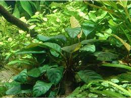 Anubias Barteri (Caladiifolia)