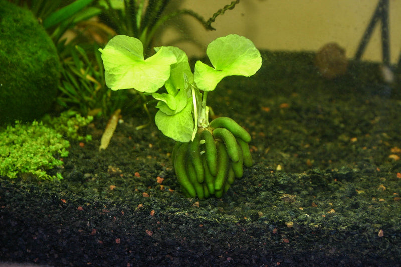 Nymphoides Aquatica (Banana Plant)
