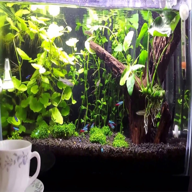 Buy 2 Get 1 Free Malaysian DriftWood Aquascape for Live Aquarium Plant Decor - Canton Aquatics
