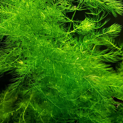 Lush Hornwort Aquatic Plant