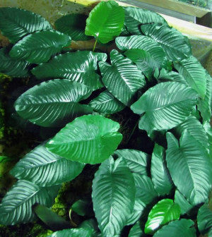 Anubias Barteri (Caladiifolia)