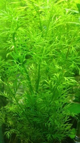 Buy 2 Get 1 Free WATER SPRITE (Lace Leaf) Potted Live Aquarium Plant Decor - Canton Aquatics