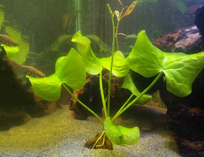 Nymphoides Aquatica (Banana Plant)