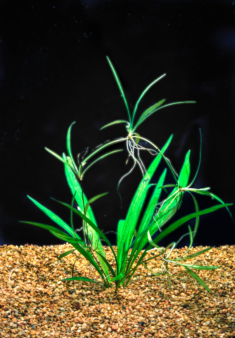 Helanthium Tenellum (Echinodorus)