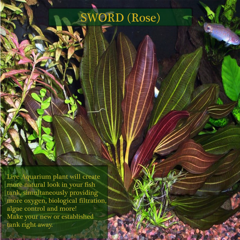 Buy 2 Get 1 Free Amazon Sword Red Rose Echinodorus Live Aquarium Plant Decor - Canton Aquatics