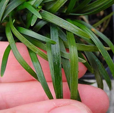 Mondo Grass (Ophiogon Japonica)