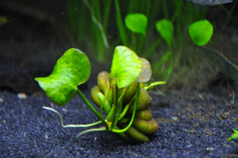 Nymphoides Aquatica (Banana Plant)