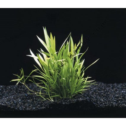 Helanthium Tenellum (Echinodorus)