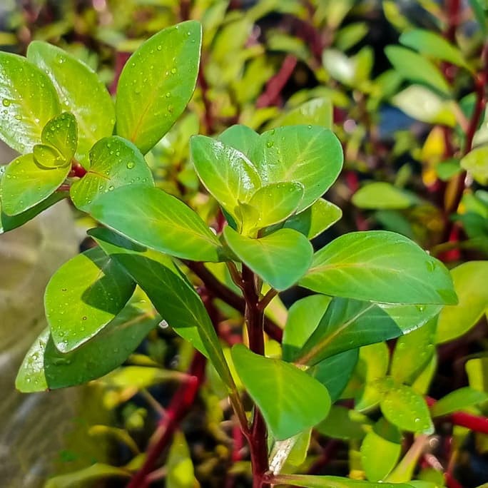 Ludwigia Inclinata (Cuba)