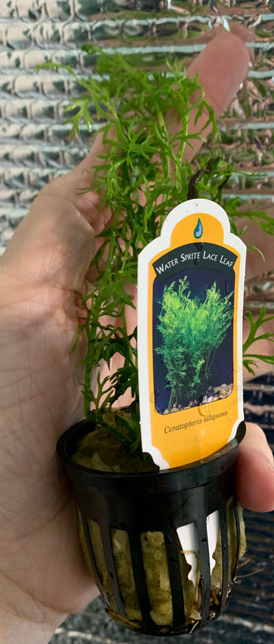 Buy 2 Get 1 Free WATER SPRITE (Lace Leaf) Potted Live Aquarium Plant Decor - Canton Aquatics