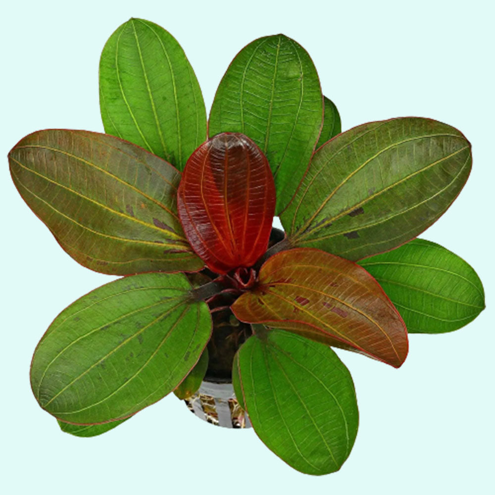 Amazon Sword Echinodorus Red Pearl, aquatic plant, USA sale.