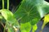 Broadleaf Dwarf Sagittaria, Texas aquarium plants.